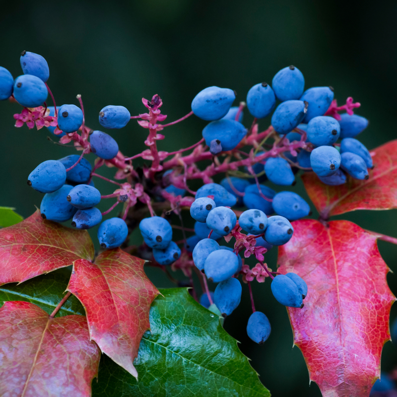 Oregon Grape Root