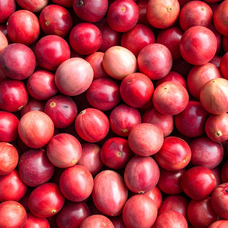 Cranberry Fruit