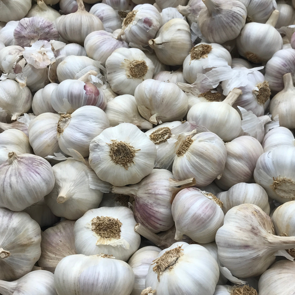 Garlic Bulb Extract (1.2% Allicin)