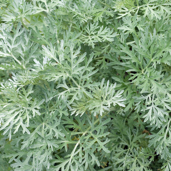 Wormwood