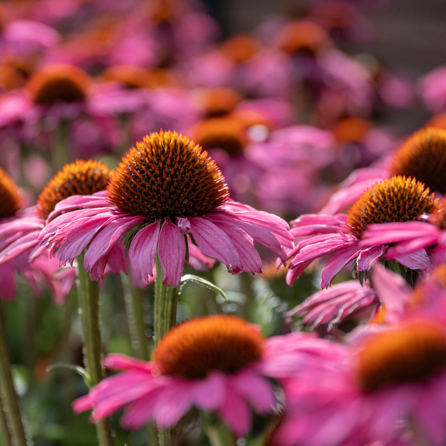 <h5>Echinacea Angustifolia</h5>