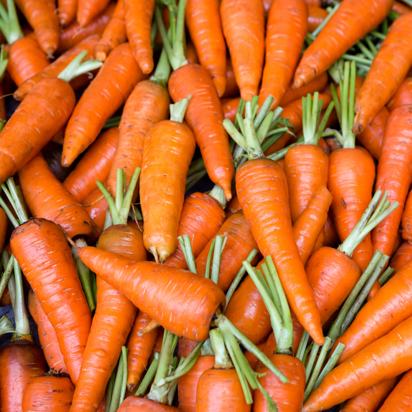 Carrot Root