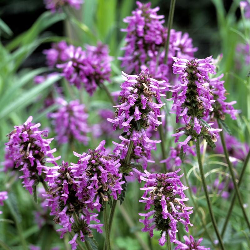 <h5>Wood Betony</h5>