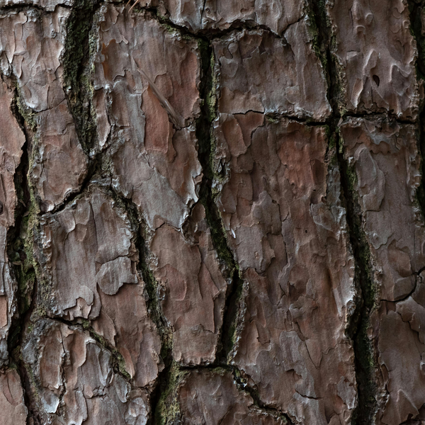 Butternut Bark